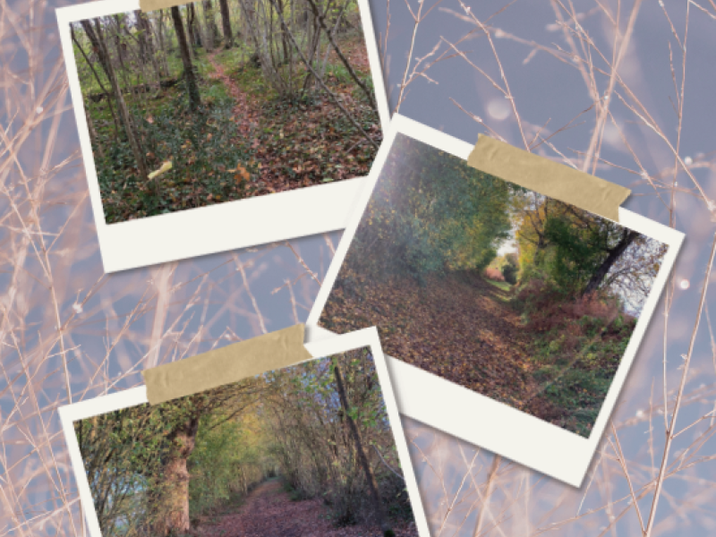 bulletin municipal 2026